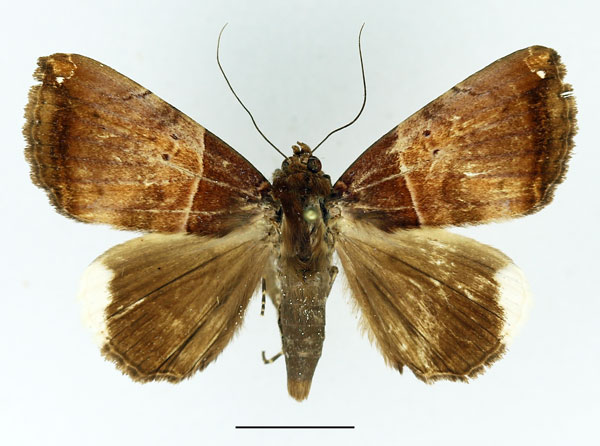 /filer/webapps/moths/media/images/L/leucopera_Achaea_A_Basquin.jpg
