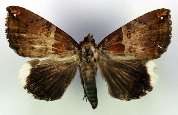 /filer/webapps/moths/media/images/L/leucopera_Achaea_A_RMCA.jpg