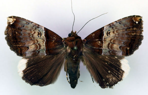 /filer/webapps/moths/media/images/L/leucopera_Achaea_A_RMCA_02.jpg