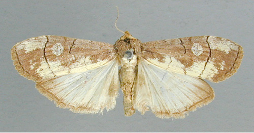 /filer/webapps/moths/media/images/L/leucopera_Scrancia_A_RMCA_02.jpg