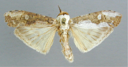 /filer/webapps/moths/media/images/L/leucopera_Scrancia_A_RMCA_03.jpg
