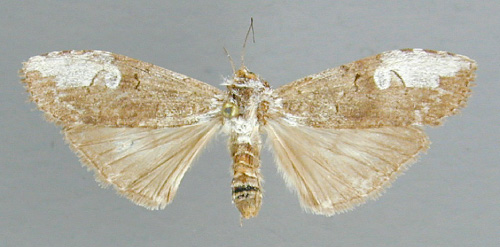 /filer/webapps/moths/media/images/L/leucopera_Scrancia_A_RMCA_04.jpg