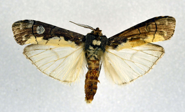 /filer/webapps/moths/media/images/L/leucopera_Thacona_A_NHMO.jpg