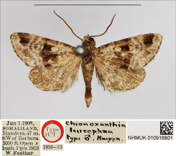 /filer/webapps/moths/media/images/L/leucophaea_Chionoxantha_HT_NHMUK.jpg