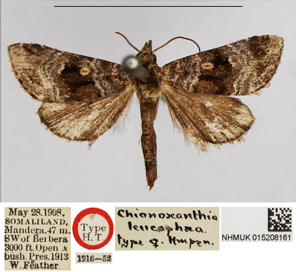 /filer/webapps/moths/media/images/L/leucophaea_Chionoxantha_PTF_NHMUK.jpg
