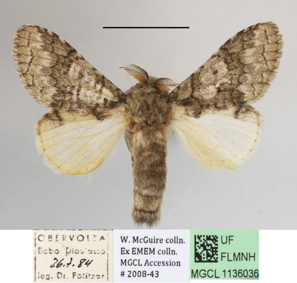/filer/webapps/moths/media/images/L/leucophaea_Desmeocraera_A_MGCLa_03.JPG