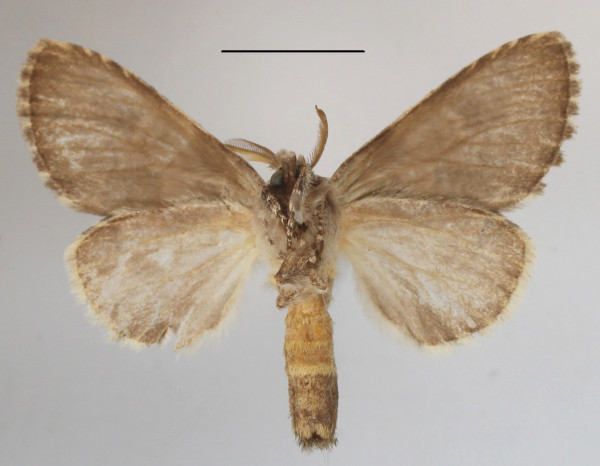 /filer/webapps/moths/media/images/L/leucophaea_Desmeocraera_A_MGCLb_01.JPG