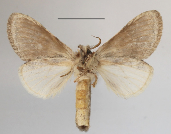 /filer/webapps/moths/media/images/L/leucophaea_Desmeocraera_A_MGCLb_02.JPG