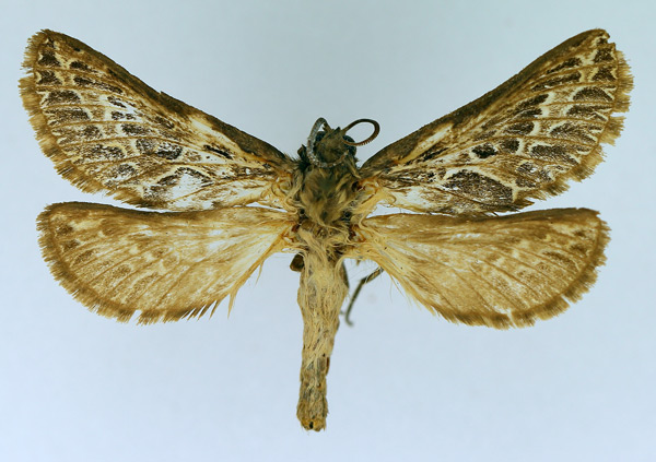 /filer/webapps/moths/media/images/L/leucophaea_Eudalaca_AF_TMSA.jpg
