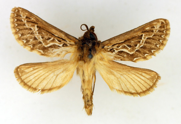 /filer/webapps/moths/media/images/L/leucophaea_Eudalaca_AM_TMSA.jpg