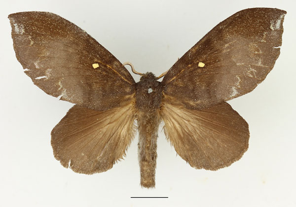 /filer/webapps/moths/media/images/L/leucophaea_Mallocampa_AF_Basquin.jpg