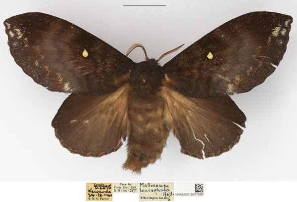 /filer/webapps/moths/media/images/L/leucophaea_Mallocampa_AF_NHMUK.jpg