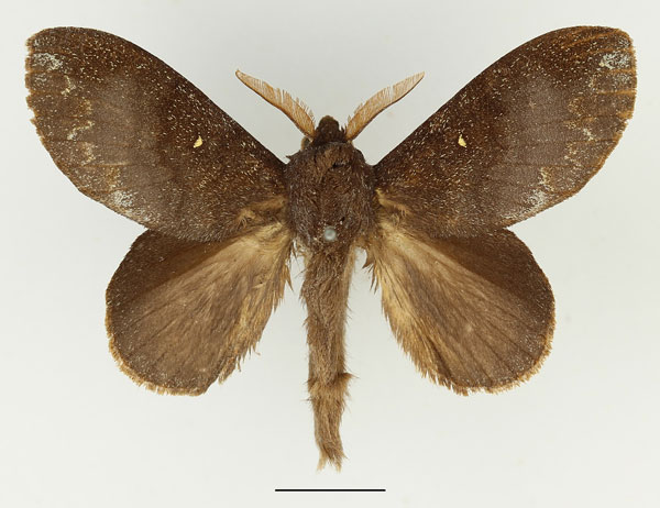 /filer/webapps/moths/media/images/L/leucophaea_Mallocampa_AM_Basquin_01.jpg