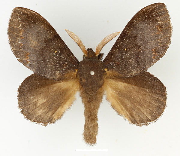 /filer/webapps/moths/media/images/L/leucophaea_Mallocampa_AM_Basquin_02.jpg
