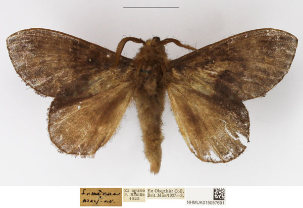 /filer/webapps/moths/media/images/L/leucophaea_Mallocampa_AM_NHMUK.jpg