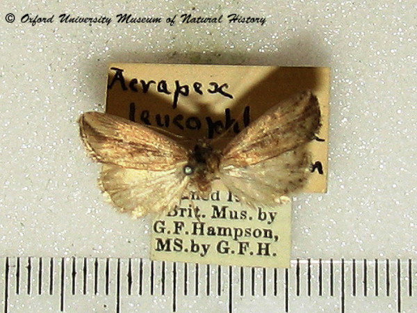 /filer/webapps/moths/media/images/L/leucophlebia_Acrapex_A_OUMNH.jpg