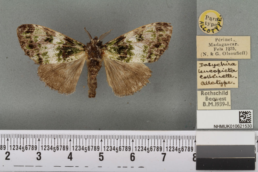 /filer/webapps/moths/media/images/L/leucopicta_Dasychira_AT_BMNHa.jpg