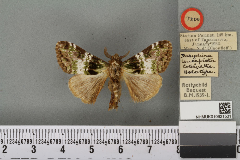 /filer/webapps/moths/media/images/L/leucopicta_Dasychira_HT_BMNHa.jpg
