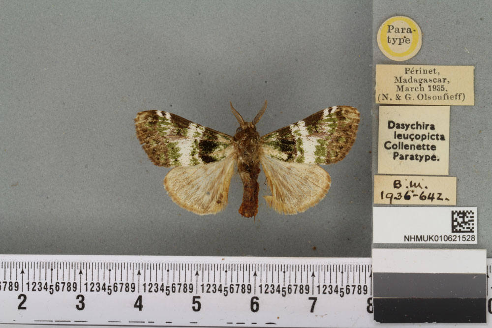 /filer/webapps/moths/media/images/L/leucopicta_Dasychira_PTM_BMNH_01a.jpg