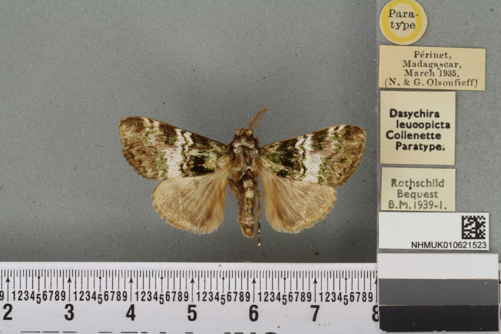 /filer/webapps/moths/media/images/L/leucopicta_Dasychira_PTM_BMNH_02a.jpg
