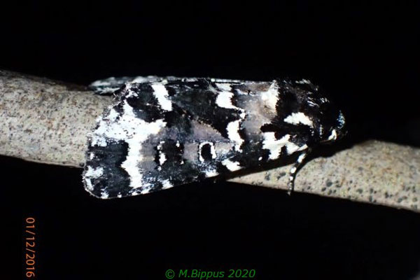 /filer/webapps/moths/media/images/L/leucopicta_Prototrachea_A_Bippus.jpg
