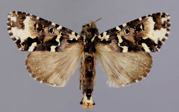 /filer/webapps/moths/media/images/L/leucopicta_Prototrachea_A_RMCA_01.jpg