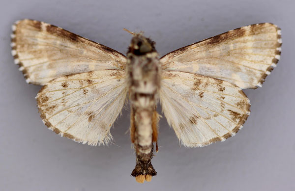 /filer/webapps/moths/media/images/L/leucopicta_Prototrachea_A_RMCA_02.jpg