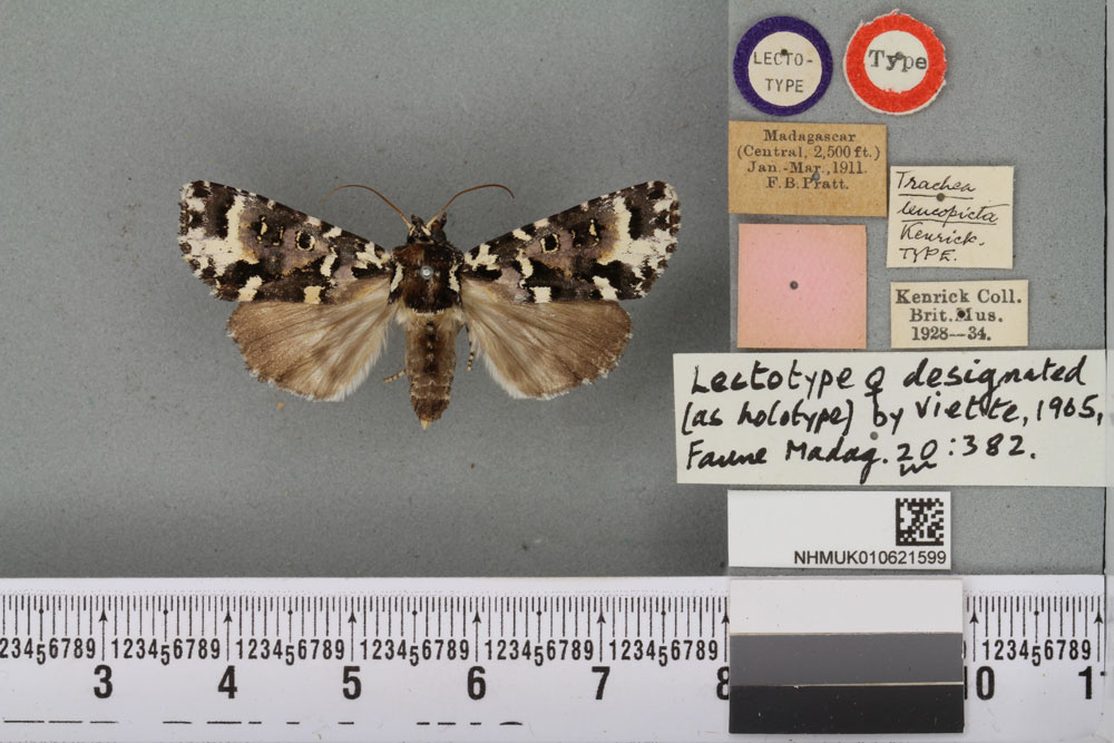 /filer/webapps/moths/media/images/L/leucopicta_Trachea_LT_BMNHa.jpg