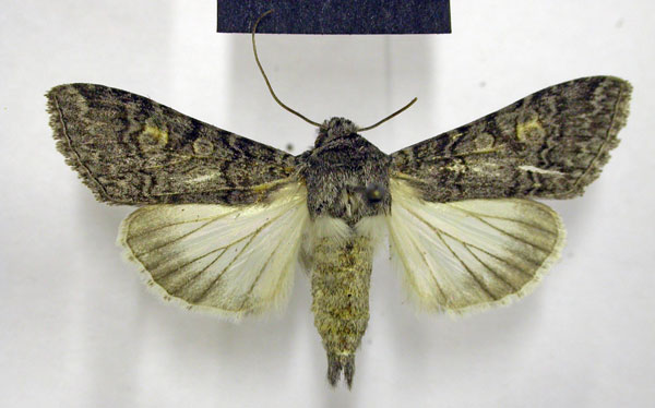 /filer/webapps/moths/media/images/L/leucopis_Cucullia_AM_TMSA.jpg