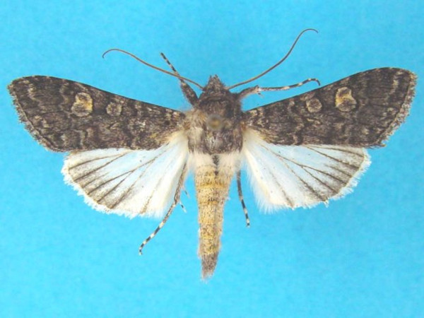 /filer/webapps/moths/media/images/L/leucopis_Cucullia_A_Legrain.jpg