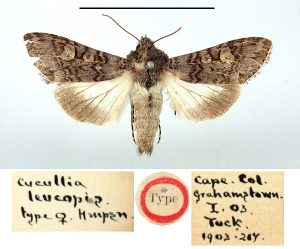 /filer/webapps/moths/media/images/L/leucopis_Cucullia_HT_BMNH.jpg