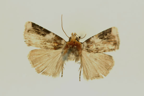 /filer/webapps/moths/media/images/L/leucoplaga_Euxootera_A_RMCA.jpg