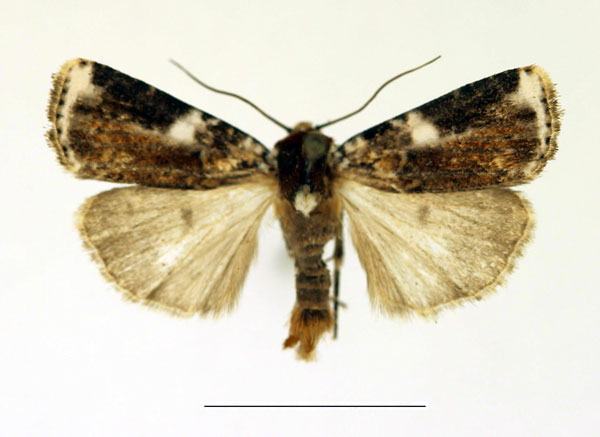 /filer/webapps/moths/media/images/L/leucoplaga_Hermonassoides_AM_Legrain1.jpg