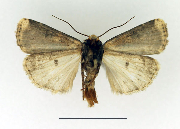 /filer/webapps/moths/media/images/L/leucoplaga_Hermonassoides_AM_Legrain2.jpg