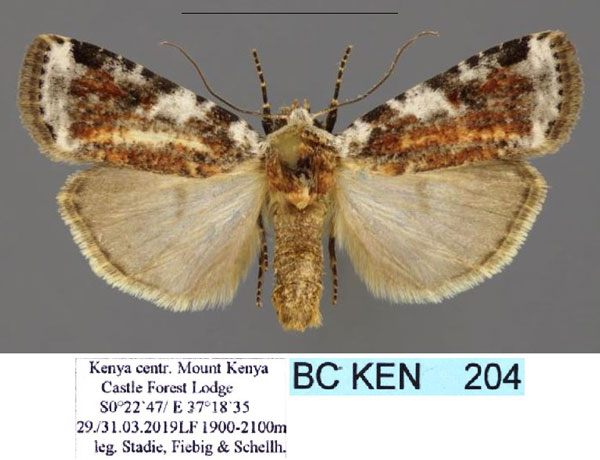 /filer/webapps/moths/media/images/L/leucoplaga_Hermonassoides_AM_Stadie.jpg
