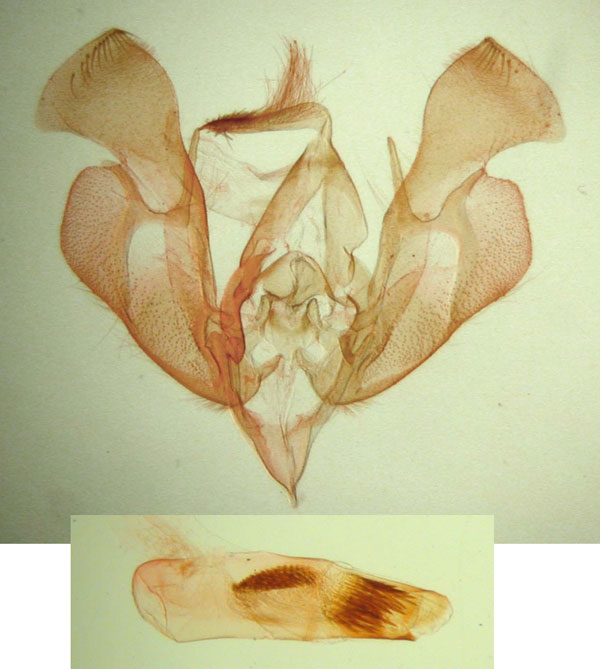 /filer/webapps/moths/media/images/L/leucoplaga_Hermonassoides_GM_BMNH_3134.jpg