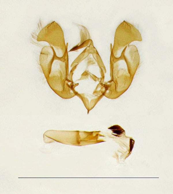 /filer/webapps/moths/media/images/L/leucoplaga_Hermonassoides_GM_Legrain.jpg