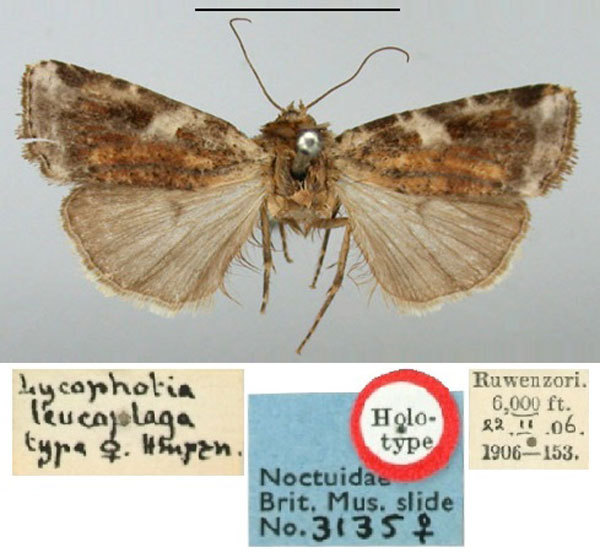 /filer/webapps/moths/media/images/L/leucoplaga_Lycophotia_HT_BMNH.jpg