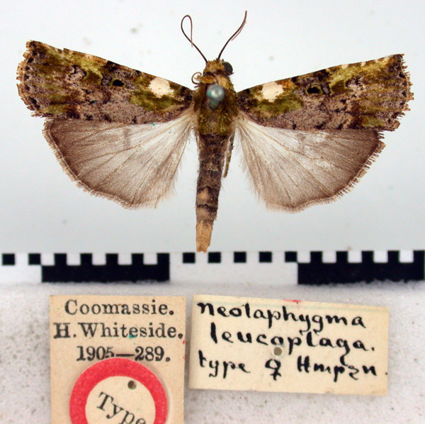 /filer/webapps/moths/media/images/L/leucoplaga_Neolaphygma_HT_BMNH.jpg