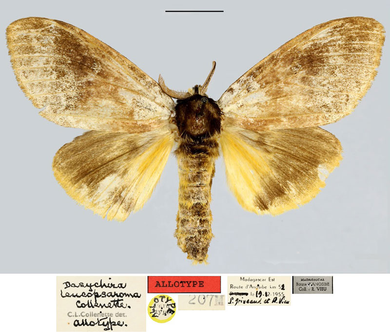 /filer/webapps/moths/media/images/L/leucopsaroma_Dasychira_AT_MNHN.jpg