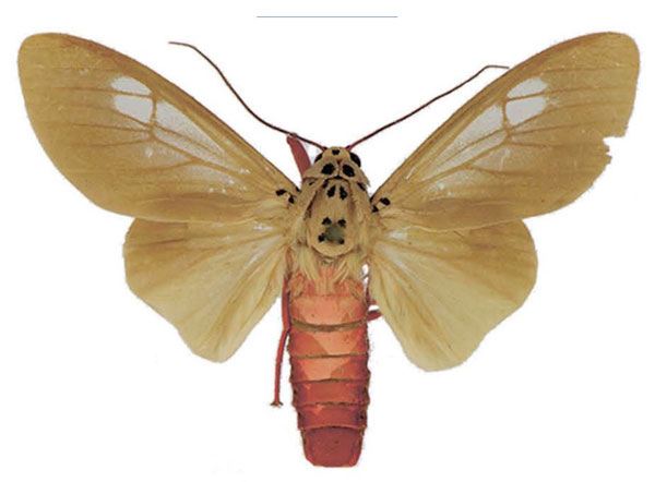 /filer/webapps/moths/media/images/L/leucoptera_Amerila_AM_ANHRT.jpg