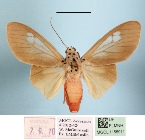 /filer/webapps/moths/media/images/L/leucoptera_Amerila_AM_MGCLa_02.JPG