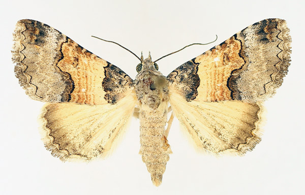 /filer/webapps/moths/media/images/L/leucoptera_Tytroca_AF_TMSA_01.jpg