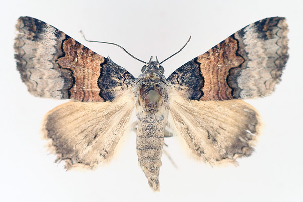 /filer/webapps/moths/media/images/L/leucoptera_Tytroca_AF_TMSA_02.jpg