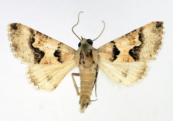 /filer/webapps/moths/media/images/L/leucoptera_Tytroca_AM_Aulombard.jpg