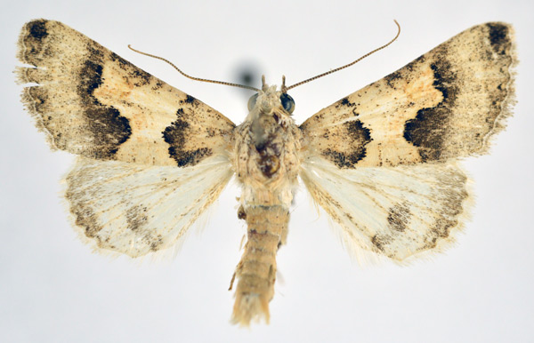 /filer/webapps/moths/media/images/L/leucoptera_Tytroca_AM_NHMO.jpg