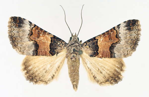 /filer/webapps/moths/media/images/L/leucoptera_Tytroca_AM_TMSA_01.jpg
