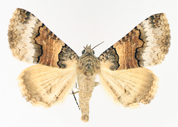/filer/webapps/moths/media/images/L/leucoptera_Tytroca_AM_TMSA_02.jpg