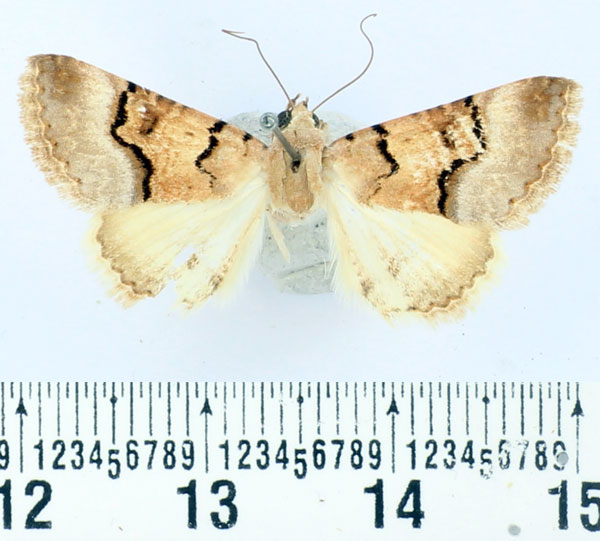/filer/webapps/moths/media/images/L/leucoptera_Tytroca_A_BMNH_02.jpg