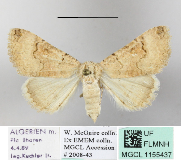 /filer/webapps/moths/media/images/L/leucoptera_Tytroca_A_MGCLa_01.JPG